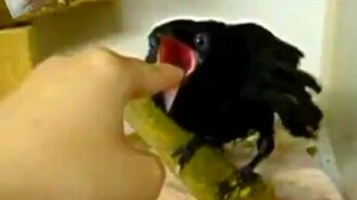 Чуть палец не съела - смотреть видео (0:11)