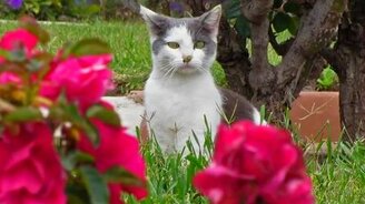 Пчела села на нос коту - смотреть видео (0:21)