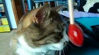 Кот лижет леденец - смотреть видео (1:18)