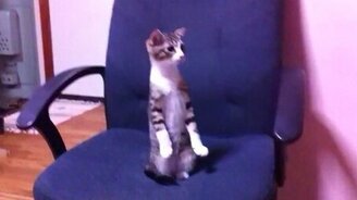 Котэ испугался Гарри Поттера - смотреть видео (0:21)