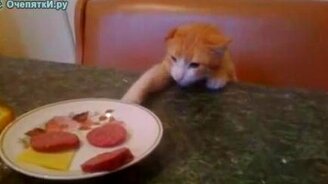 Кот и колбаса - смотреть видео (1:46)