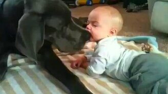 Трогательные малыш и пёс - смотреть видео (1:44)