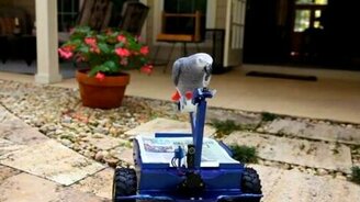 Тележка для попугая - смотреть видео (2:01)