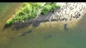 Сом поймал голубя - смотреть видео (0:31)