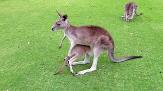 У мамки за пазухой лучше - смотреть видео (0:20)