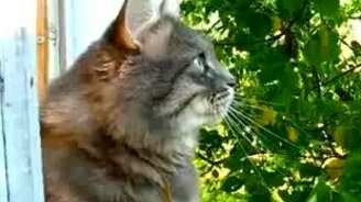 Кот поёт как птица - смотреть видео (1:11)