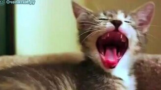 Зевающие коты - смотреть видео (1:16)