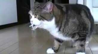 Жизнь кота Мару - смотреть видео (2:45)