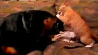 Собака и котёнок - смотреть видео (1:35)