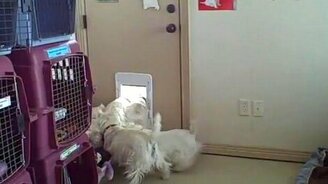 Стремительные щенки - смотреть видео (0:12)