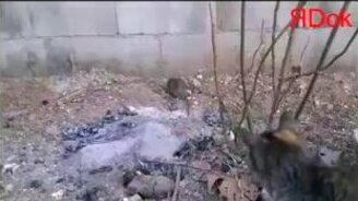 Кот играет с крысой - смотреть видео (0:52)