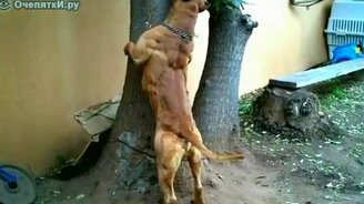 Питбуль-культурист - смотреть видео (1:20)