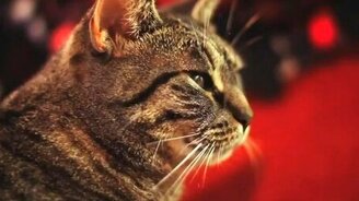 Кот и тяжёлый рок - смотреть видео (0:19)