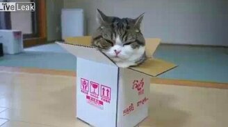 Толстяк Мару против коробки - смотреть видео (1:22)