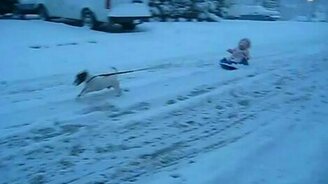 Пёс катает малыша на санках - смотреть видео (0:10)