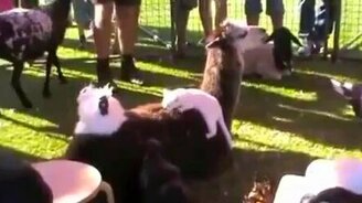 Лама и кот - смотреть видео (0:41)