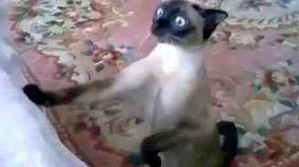 Котэ что-то увидал - смотреть видео (0:36)