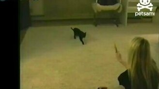 Трюк кота-акробата - смотреть видео (0:35)