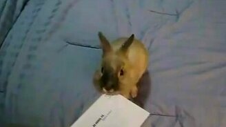 Кролик открывает письмо - смотреть видео (0:27)