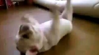 Щенок-валяшка - смотреть видео (0:59)