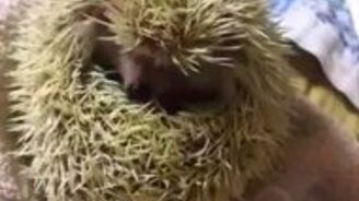 Забавный ёжик - смотреть видео (0:59)