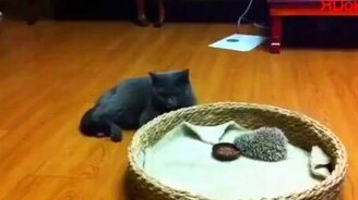 Кот и ёжик - смотреть видео (0:53)