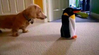 Пёс против игрушки-пингвина - смотреть видео (0:26)