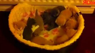 Маленькие котяшки - смотреть видео (0:54)