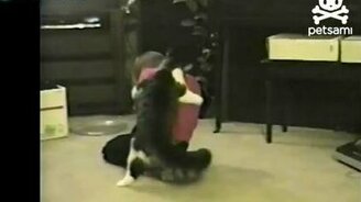 Кот нападает на ребёнка - смотреть видео (1:16)