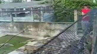 Русские изучают крокодилов в зоопарке - смотреть видео (1:48)