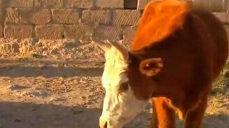 Безумная корова - смотреть видео (0:18)