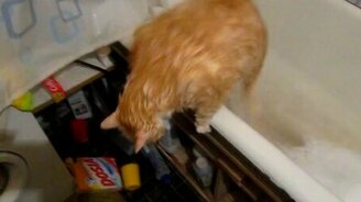 Кот слишком толстый... - смотреть видео (1:22)