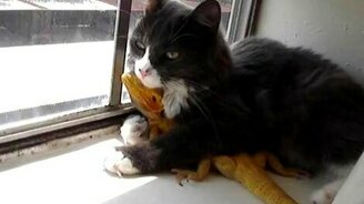 Котяра и ящерка - смотреть видео (0:34)