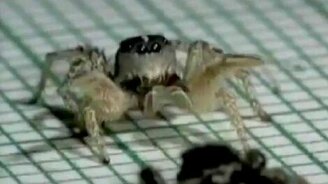 Танец тарантула - смотреть видео (0:19)