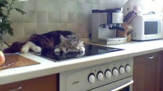 Котяра уснул на плите - смотреть видео (0:51)