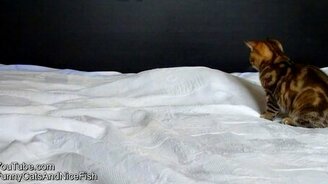 Котёнок против призрака - смотреть видео (1:40)