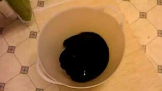 Чертёнок в ведре - смотреть видео (0:48)