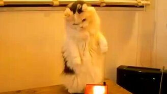 Кот и антенна - смотреть видео (0:36)