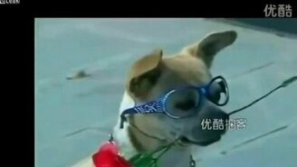 Собака со многими талантами - смотреть видео (1:17)