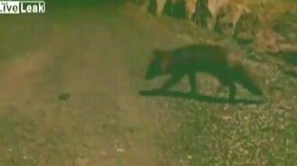 Лисичка крадёт Айфон - смотреть видео (0:54)