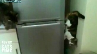 Кот-стеноход - смотреть видео (0:20)