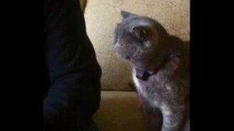 Погладь кота - смотреть видео (0:46)