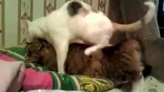 Почему не заводится? - смотреть видео (0:52)