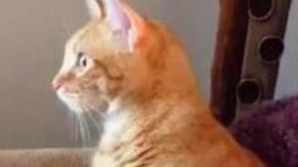 Кот уставился - смотреть видео (1:33)