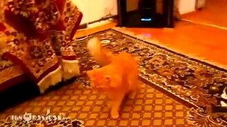 Кот Марио - смотреть видео (1:23)