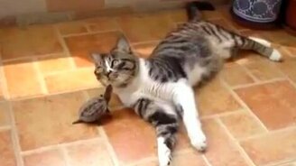 Черепашка и котяра - смотреть видео (0:56)