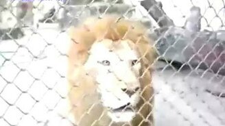 Лающий лев - смотреть видео (0:19)