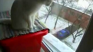 Коту жалко хлеба для птичек - смотреть видео (1:48)