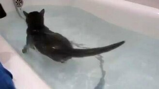 Водоплавающий кот - смотреть видео (1:16)