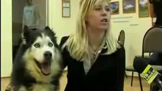 Собаку вштырило - смотреть видео (0:20)